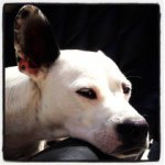 Bret Ivan Putnam - @freddythedalmatiancattledog - Instagram