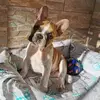 ivanrappa_91 - @bulltyson19 - TikTok