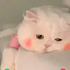 Iván Recinos - @donmujeriego.77 - TikTok