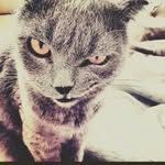 кетя - @ivansazonov237 - Instagram