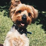 Ivan ❤️🐾 - @ivan.george.stephenson - Instagram