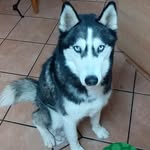 Ivan Sutton - @husky_goblin - Instagram