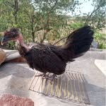 Ivan Toribio Zamarripa Gutiérr - @ivantoribiozamarripa - Instagram