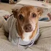 Gizmo - @ivettejuarez88 - TikTok
