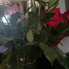 ivettenevarez - @ivettenevarez - TikTok