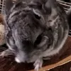 Henry Ivey - @henryivey779 - TikTok