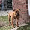 Ivory JR Barnett - @dogboy_dogman - TikTok