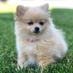 Ivory Joy🌸 - @ivory_joy_pom - Instagram