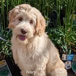Ivory Joy - @labradoodle_ivory_joy_3115 - Instagram