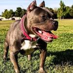 Ivory Lee - @winnerscirclebullykennel - Instagram