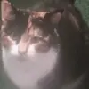 Ivorylee Marshall - @ivorylee.marshall - TikTok