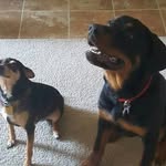 Bandit, Bear and Ivory Monroe - @bandit.bear.ivory - Instagram