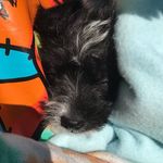 Miguel Ivory-morris - @babesthepup - Instagram