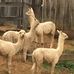 Ivory Park Suri Alpacas - Facebook