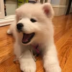 Ivy Beach Wade - @ivythesamoyed - Instagram