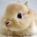 Ivy Chang - Facebook
