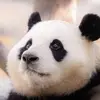 Ivy Chang - @ivy43640 - TikTok