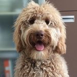 Ivy - @ivythecobberdog - Instagram