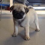 Ivy Green - @ivythepug - Instagram
