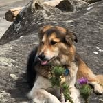 Ivy + Pez + Henry - @pupperrooner_pezibean - Instagram
