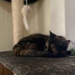 ivy marie hinkle 🐱🐾 - @ivynfriends - Instagram