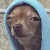 Ivy Ho - @funnyvids_fromothers - TikTok