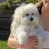 Ivy - @ivy.ho - TikTok