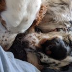 Ernie & Ivy Holden - @tailsof_ernie_ivy - Instagram