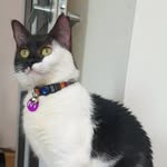Ivy Holmes - Cat Detective - @ivycatdetective - Instagram