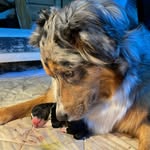 @ivy_hond - Instagram