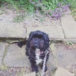 Ivy - @ivy_ewok_horner - Instagram