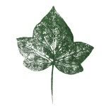 ivyhousestudio - @ivyhousestudio - Instagram