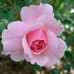 Ivy Huff - Facebook