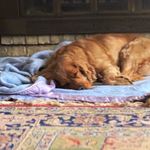Ivy Hunt - @tater_tot_the_cockerspaniel - Instagram