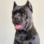 Ivy Averson Iverson - @ivy.canecorso - Instagram