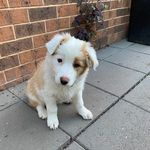 Ivy Iverson - @ivy.the.bordercollie - Instagram