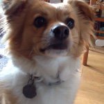 Ivy Iverson - @ivy_doge - Instagram