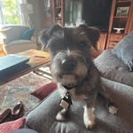 Ivy Iverson - @scruffmuffin_ivy - Instagram