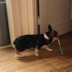 Ivy Iverson - @pawsn_ivy - Instagram
