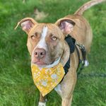 Ivy Iverson - @ivypitbull - Instagram