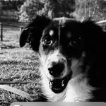 Ivy Jansen - @doggy_serves - Instagram