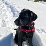 Ivy Jansen - @missivydog - Instagram