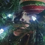 Ivy - @ivyjohnston3108 - Instagram