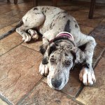 great dane - @ivy.jones - Instagram