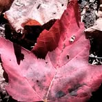 Ivy Kaiser - Facebook