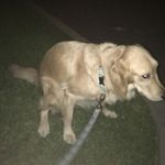 Yuck!!😆😋🤛🤛 - @ivykaplanthedog - Instagram