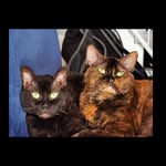 Ida und Ivy - @ida_ivy_katzenpage - Instagram