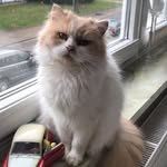 Ivy - @ivy.die.katze - Instagram