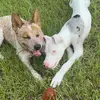 AdventuresofIvyandKeller - @ivyandkeller - TikTok
