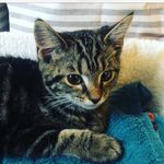 ivy kenney - @i_ivy_kitty - Instagram
